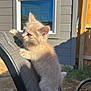 animal, backyard, cat, chair, claws, climbing, cute, daytime, fence, fur, grass, kitten, outdoor, pet, playful, small, sunlight, texture, window, young