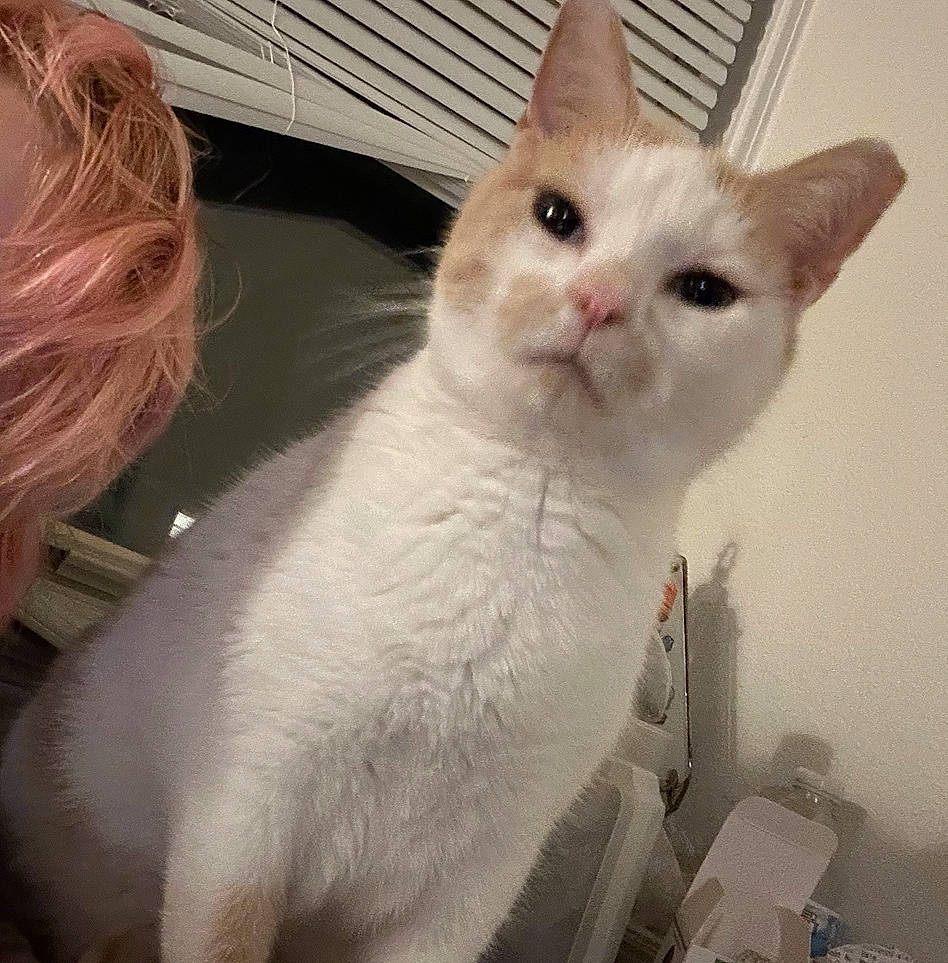 Eddie is registered to the contest to win money with this photo: carnivore, cat, claw, domestic_short_haired_cat, ear, eye, fawn, felidae, fur, paw, pet_supply, small_to_medium_sized_cats, snout, tail, whiskers, window