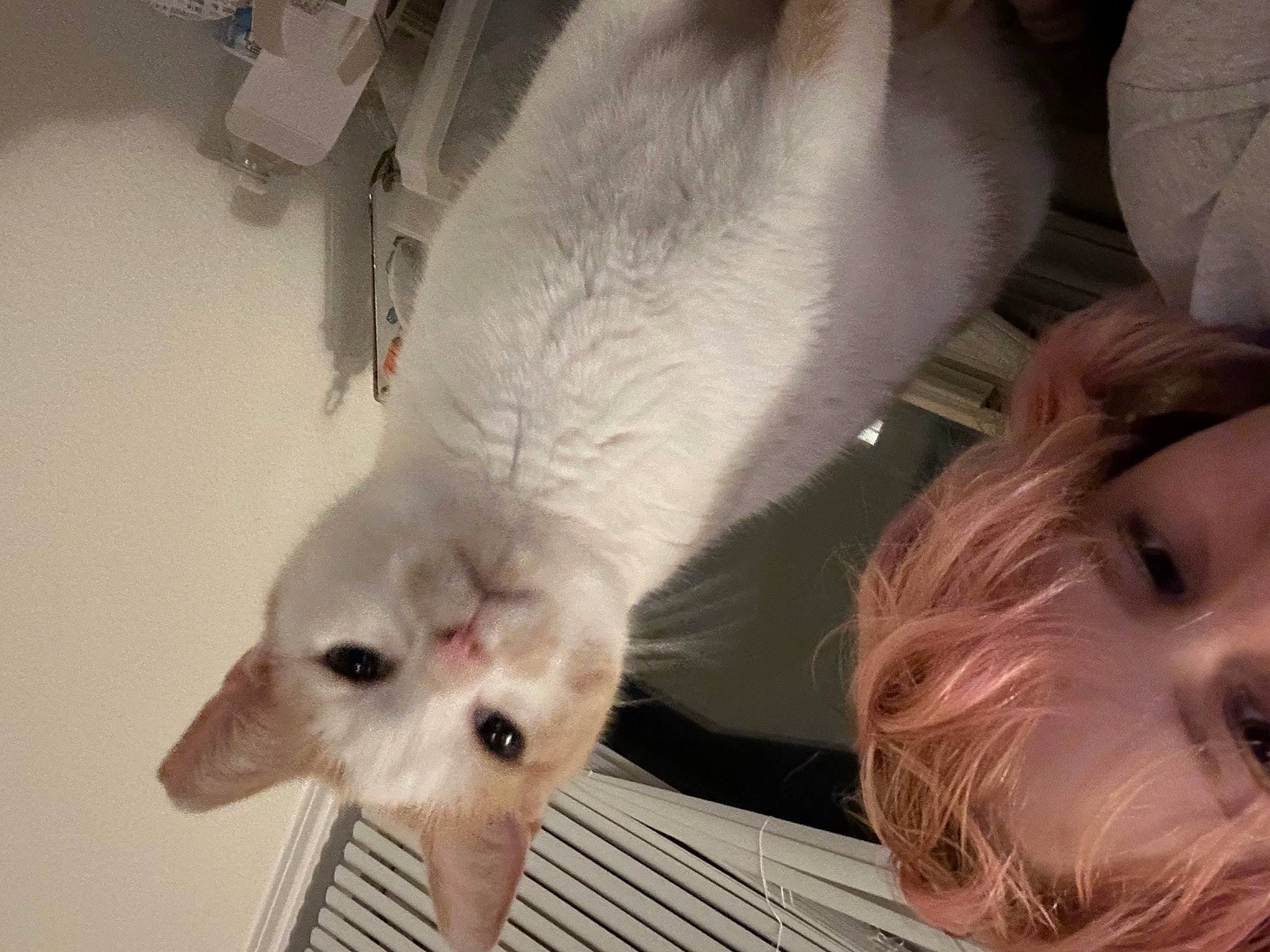 Eddie is registered to the contest to win money with this photo: canidae, carnivore, cat, claw, comfort, companion_dog, dog_breed, domestic_short_haired_cat, ear, fawn, felidae, foot, fur, nose, paw, small_to_medium_sized_cats, snout, tail, whiskers, white