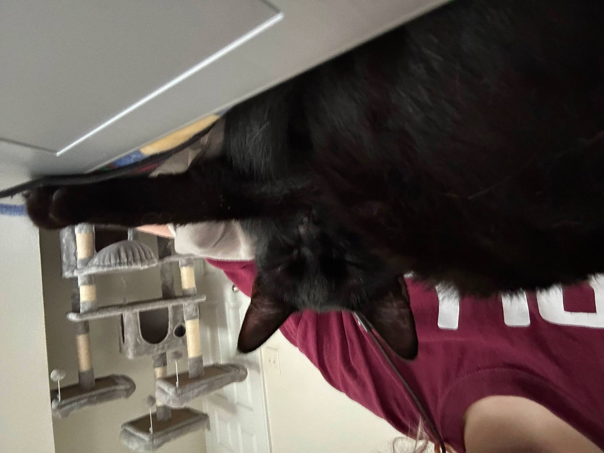 Athena joined the competition — help win amazing prizes! bombay, canidae, carmine, carnivore, cat, dog_breed, felidae, flooring, fur, gesture, human_leg, liver, room, small_to_medium_sized_cats, sporting_group, tail, working_animal, wrist