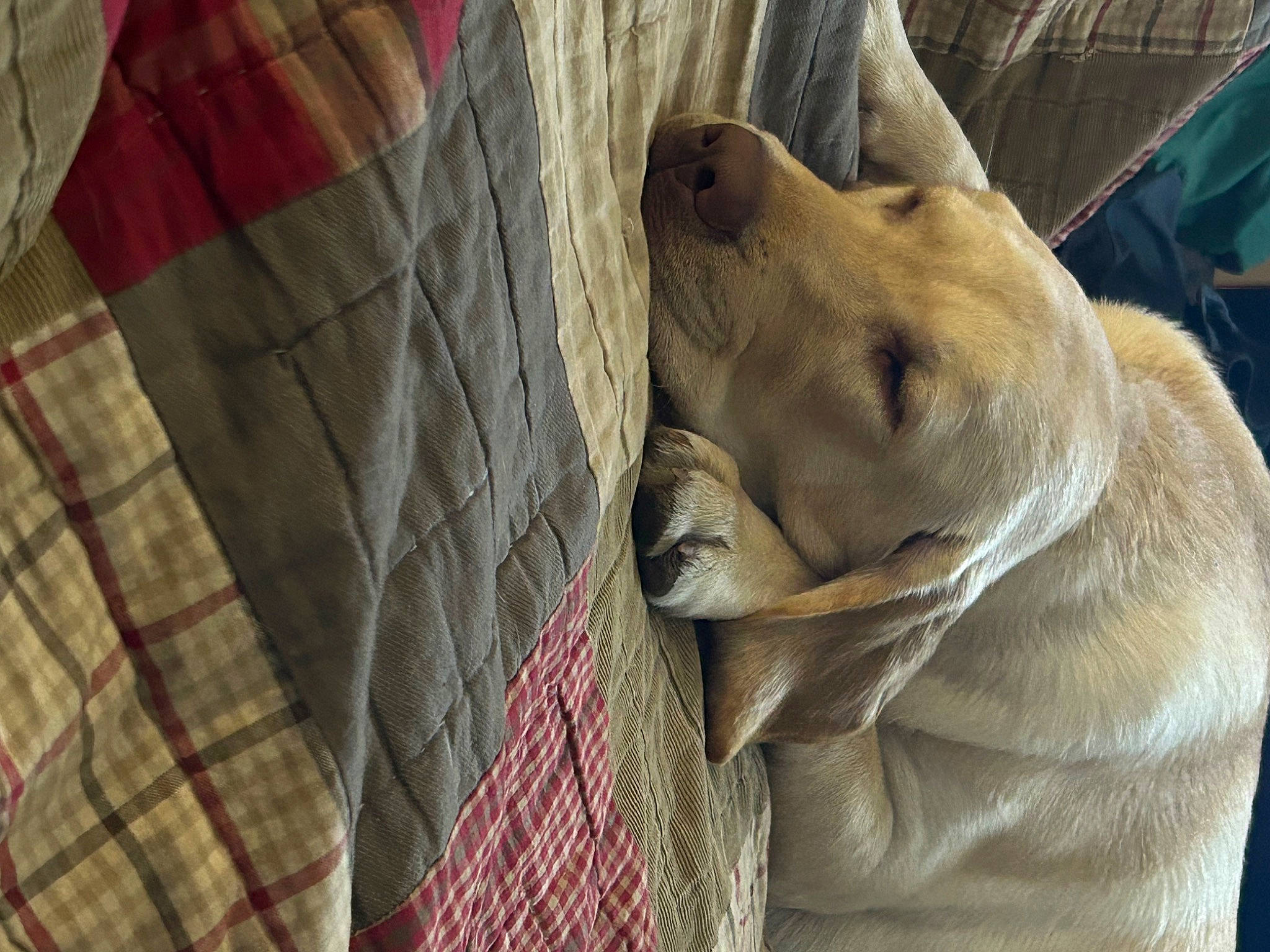 Ryleigh Grace is registered to the contest to win money with this photo: big_cats, carnivore, eye, fawn, felidae, fur, lion, pattern, plaid, recreation, sleeve, snout, tartan, terrestrial_animal, trunk, whiskers, wildlife, wood, working_animal, wrinkle