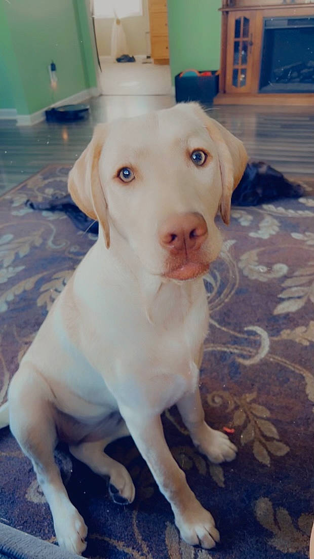 Ryleigh Grace joined the competition — help win amazing prizes! canidae, carnivore, companion_dog, dog, dog_breed, ear, fawn, floor, flooring, fur, gun_dog, non_sporting_group, paw, pet_supply, puppy, snout, sporting_group, tail, whiskers, working_animal