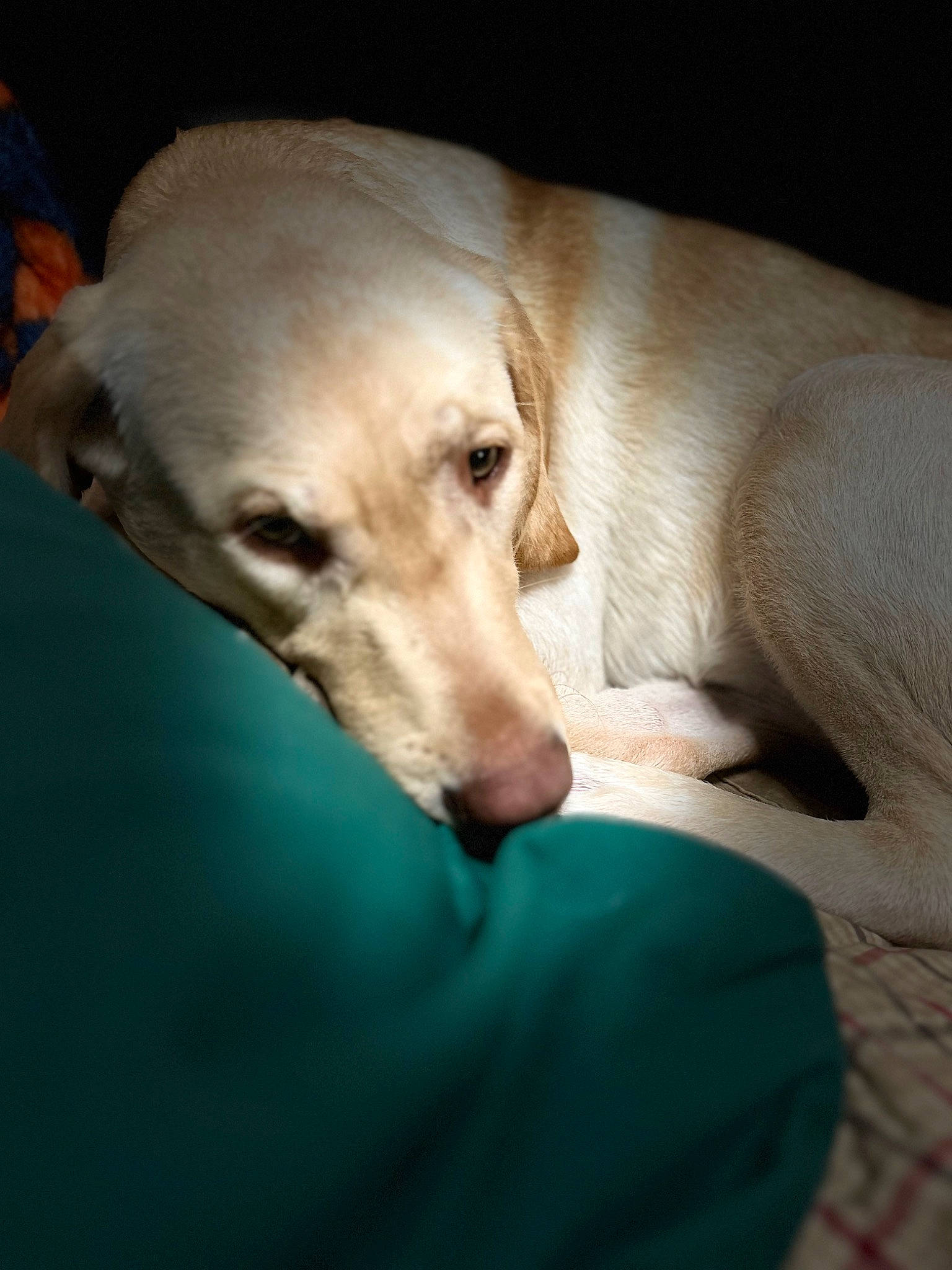 Ryleigh Grace is registered to the contest to win money with this photo: aircraft, canidae, carnivore, comfort, companion_dog, dog, dog_breed, ear, fawn, gun_dog, labrador_retriever, non_sporting_group, retriever, snout, sporting_group, terrestrial_animal, whiskers, working_animal