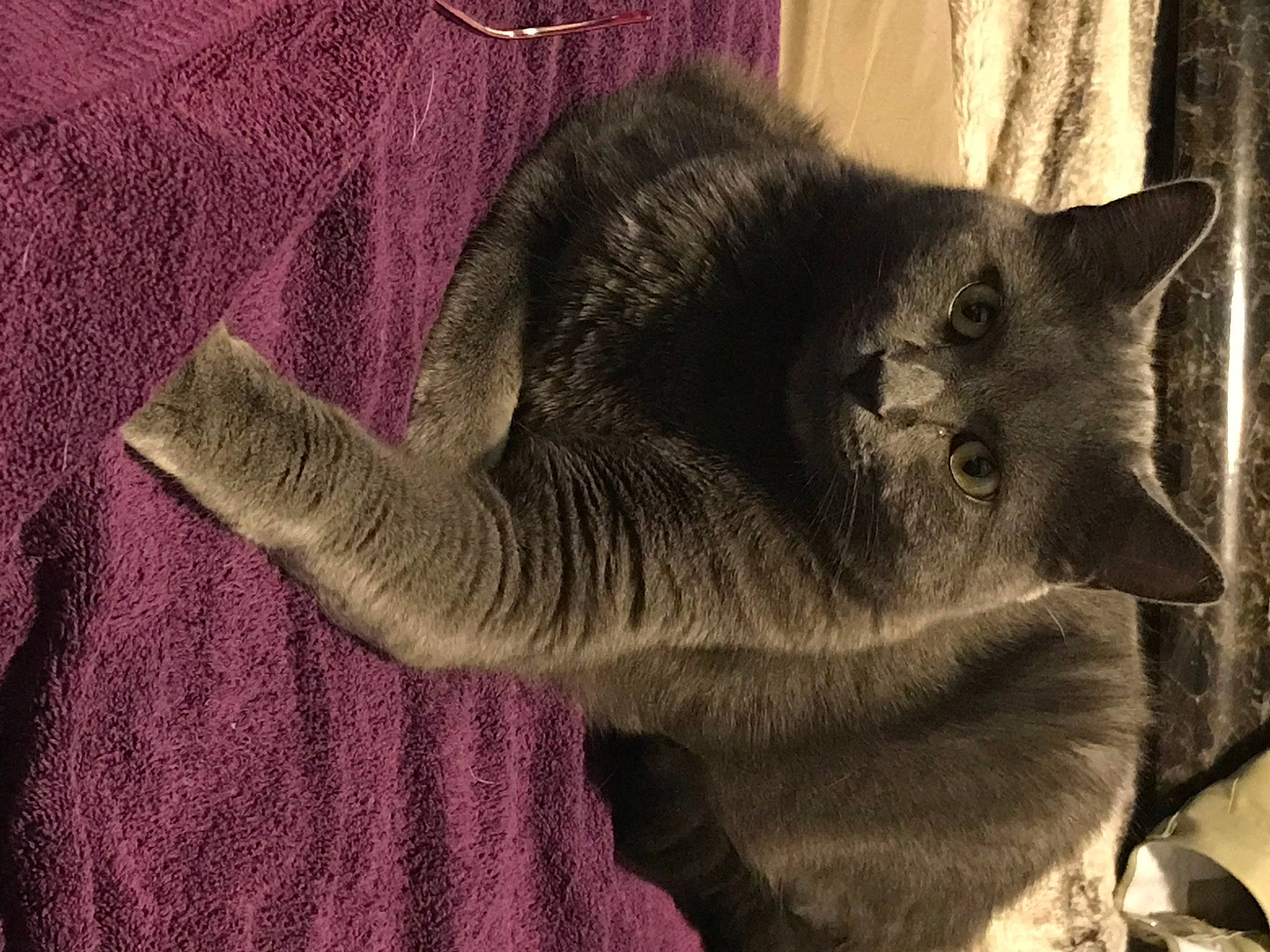 Smokie Joe is registered to the contest to win money with this photo: carnivore, cat, cat_supply, claw, comfort, domestic_short_haired_cat, fawn, felidae, fur, grey, magenta, paw, russian_blue, small_to_medium_sized_cats, snout, tail, terrestrial_animal, whiskers, woolen, woven_fabric