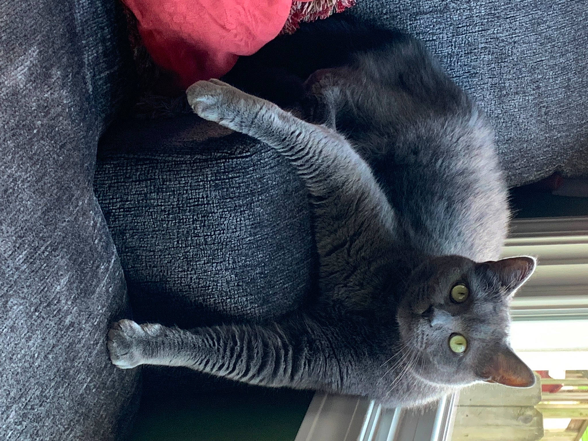 Smokie Joe is registered to the contest to win money with this photo: black_cat, carnivore, cat, claw, domestic_short_haired_cat, electric_blue, felidae, fur, grey, plant, russian_blue, small_to_medium_sized_cats, snout, tail, terrestrial_animal, whiskers, window