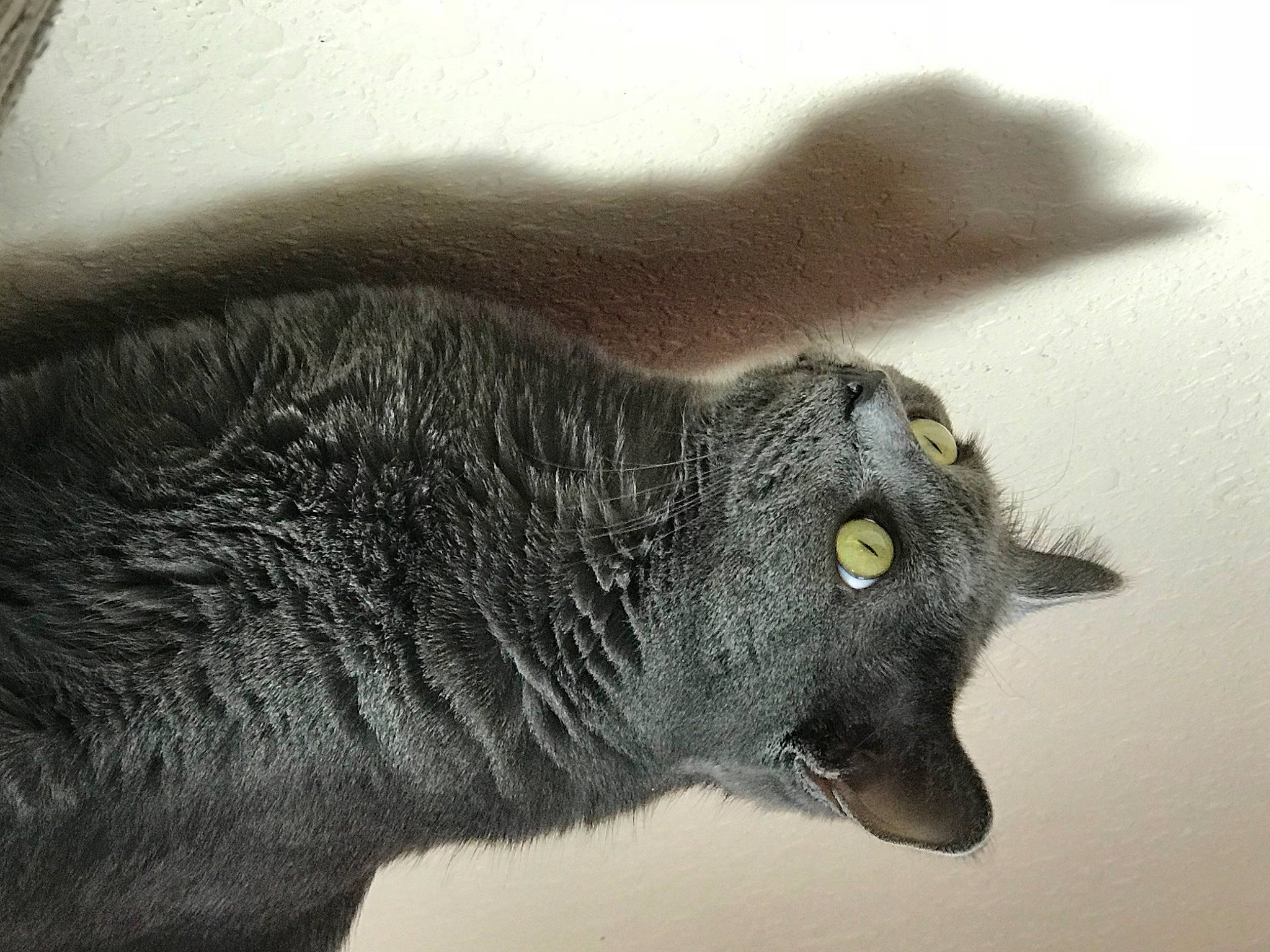 Smokie Joe is registered to the contest to win money with this photo: canidae, carnivore, dog_breed, domestic_short_haired_cat, felidae, fur, grey, plant, small_to_medium_sized_cats, snout, terrestrial_animal, tree, whiskers, wildlife, window