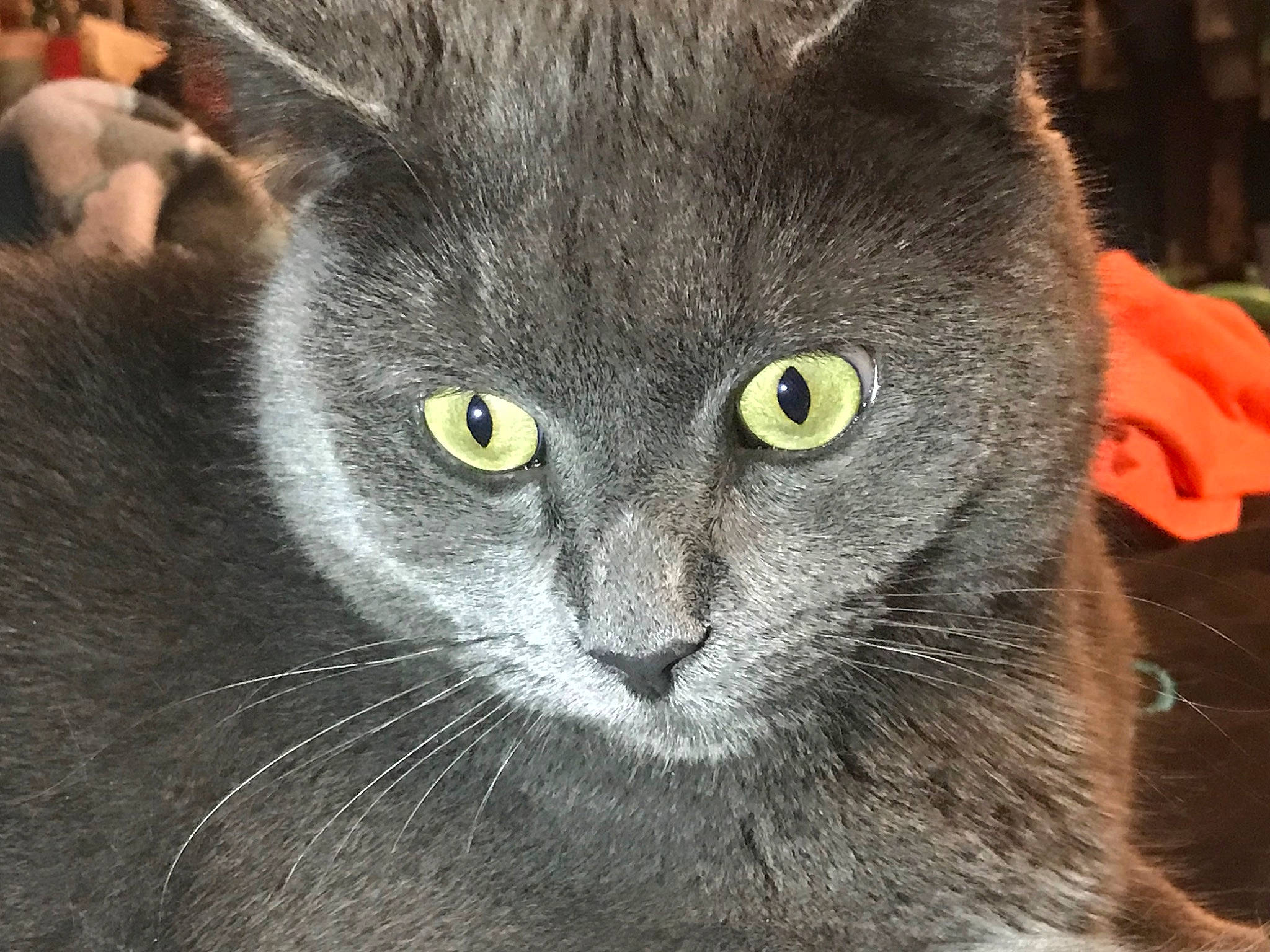 Smokie Joe joined the competition — help win amazing prizes! black_cat, carnivore, cat, close_up, domestic_short_haired_cat, eye, felidae, fur, grey, head, russian_blue, small_to_medium_sized_cats, snout, terrestrial_animal, whiskers