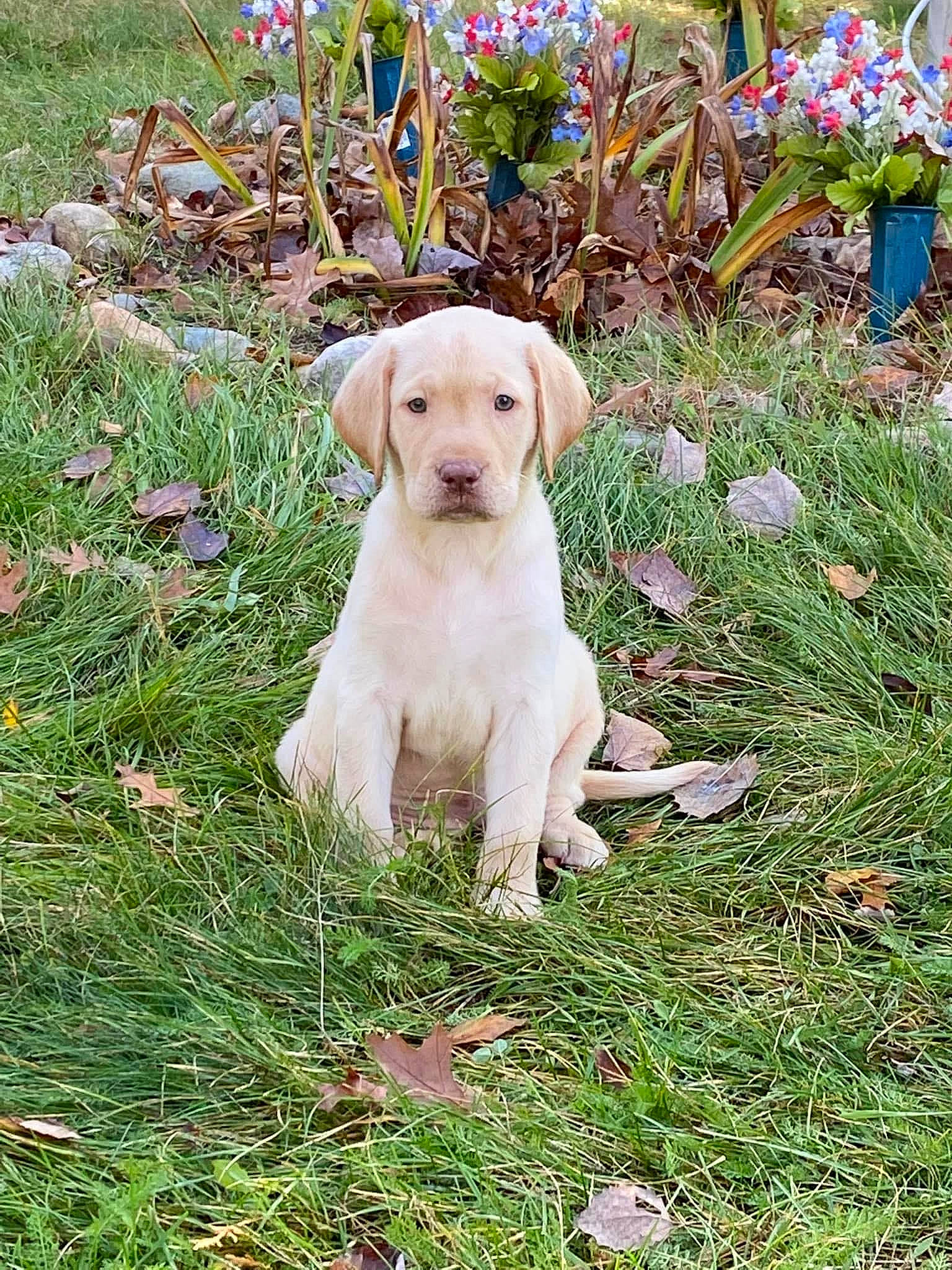 Ryleigh Grace is registered to the contest to win money with this photo: canidae, carnivore, companion_dog, dog, dog_breed, fawn, grass, groundcover, gun_dog, labrador_retriever, people_in_nature, plant, puppy, retriever, snout, soil, sporting_group, tail, terrestrial_animal, working_animal