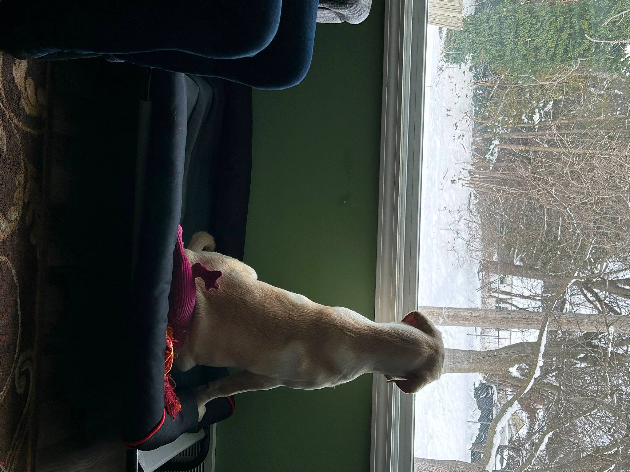 Ryleigh Grace is registered to the contest to win money with this photo: door, door_handle, elbow, flesh, foot, glass, human_leg, knee, plant, sandal, snow, thigh, toe, tree, twig, vehicle_door, waist, window, wood, wrist