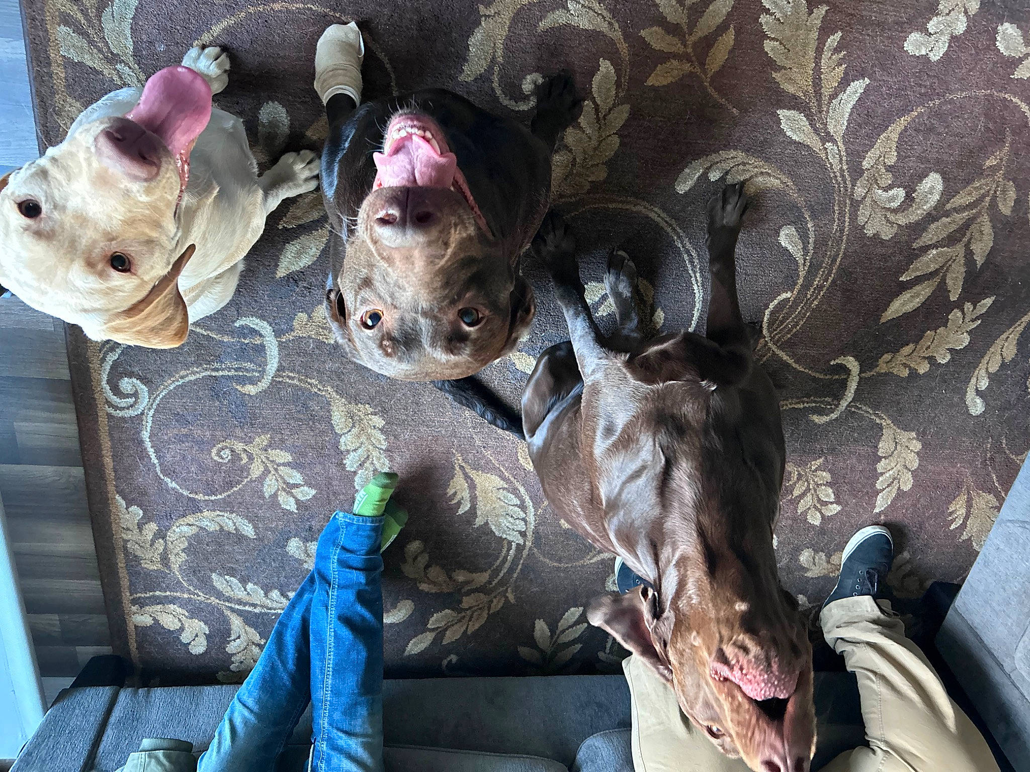 Ryleigh Grace joined the competition — help win amazing prizes! art, canidae, companion_dog, dog, dog_breed, fawn, fur, guard_dog, non_sporting_group, pattern, snout, sporting_group, suidae, toy, visual_arts, working_animal