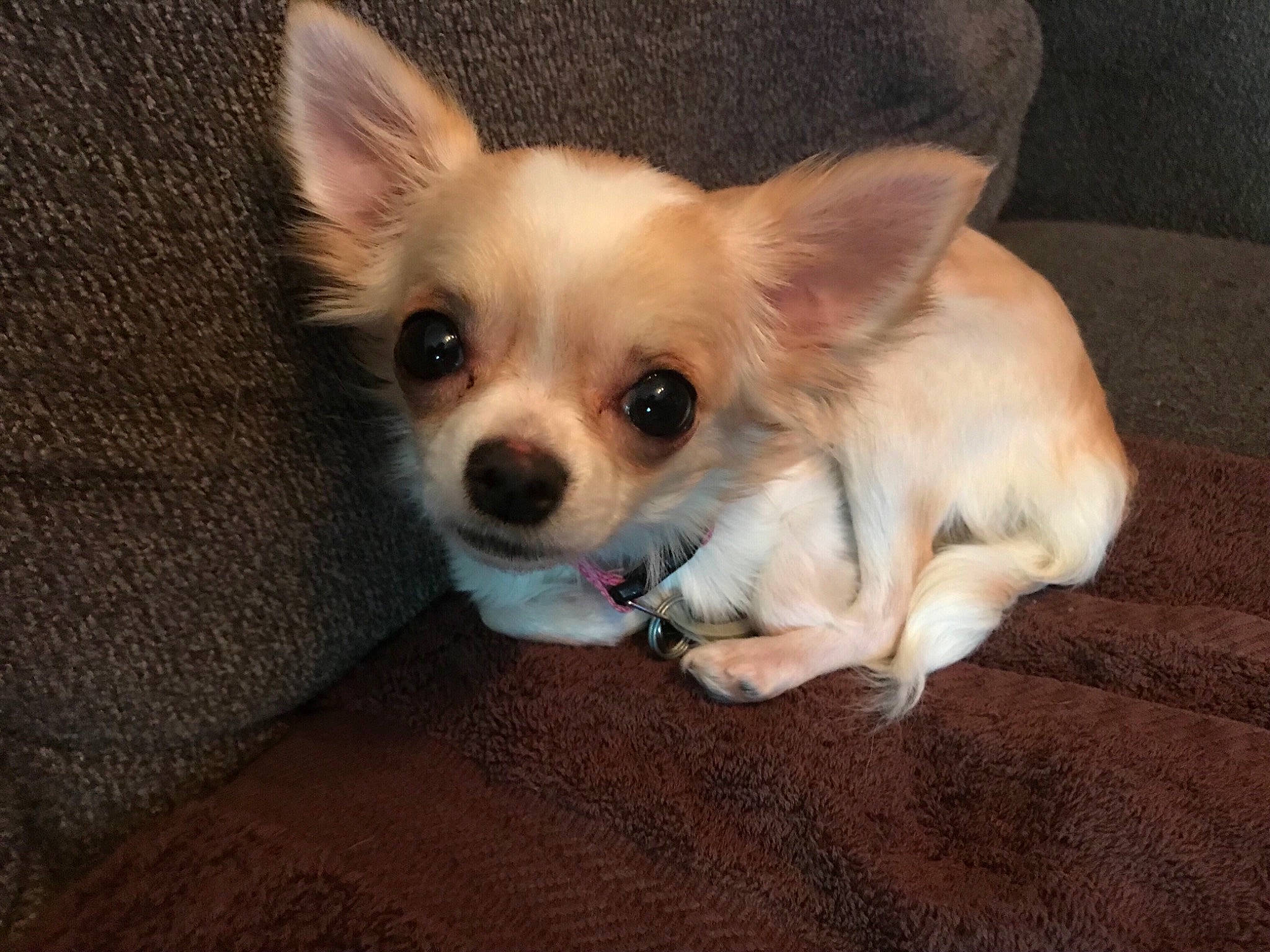 Blondie Sue joined the competition — help win amazing prizes! canidae, carnivore, chihuahua, companion_dog, corgi_chihuahua, dog, dog_breed, dog_supply, ear, fawn, fur, non_sporting_group, puppy, snout, sporting_group, terrestrial_animal, toy_dog, whiskers, working_animal