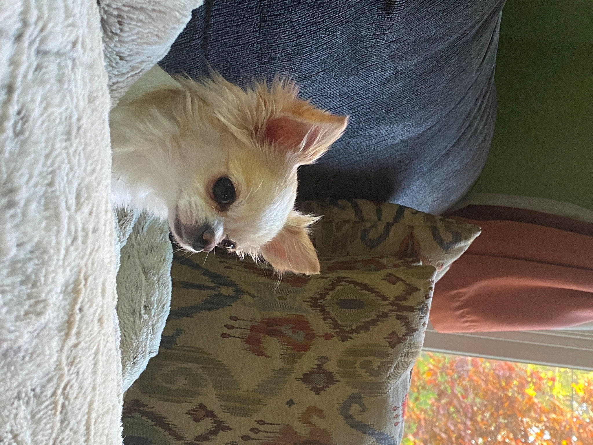 Blondie Sue is registered to the contest to win money with this photo: canidae, carnivore, cat, comfort, companion_dog, couch, dog_breed, domestic_short_haired_cat, fawn, felidae, fur, linens, paw, small_to_medium_sized_cats, snout, tail, toy_dog, trunk, whiskers, wood