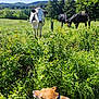 dog, cow, field, grass, plants, trees, nature, outdoor, sunlight, sky, rural, farm, animal, grazing, greenery, collar, daytime, scenery, pasture, pets