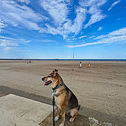 Kira a rejoint le concours — aidez-le/la à gagner de superbes lots ! dog, beach, sand, sky, clouds, leash, concrete, outdoor, daytime, canine, animal, seaside, vacation, nature, pet, summer, shore, walk, water, people