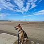 dog, beach, sand, sky, clouds, leash, concrete, outdoor, daytime, canine, animal, seaside, vacation, nature, pet, summer, shore, walk, water, people
