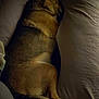 Kira a rejoint le concours — aidez-le/la à gagner de superbes lots ! dog, sleeping, bed, pillow, cozy, rest, animal, fur, indoors, relaxation, canine, pet, comfort, quiet, peaceful, side_view, brown, black, tail, paw