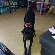 Jul participe au concours pour gagner de l'argent avec cette photo : animal, architecture, building, canine, chair, computer, computerhardware, computerkeyboard, couch, dog, electronics, furniture, hardware, indoors, labradorretriever, livingroom, pet, plywood, room, wood