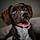 Mylo
