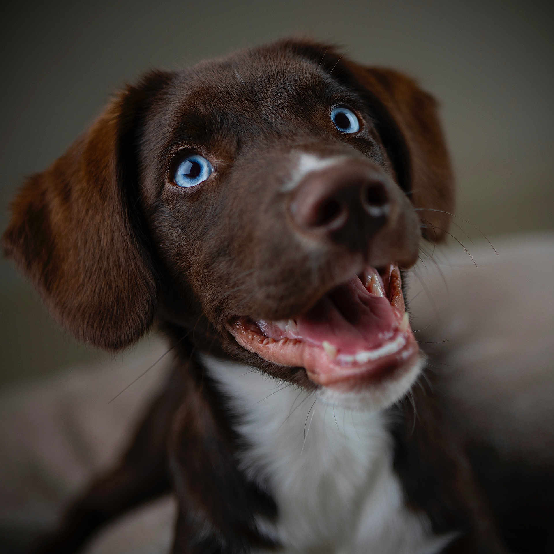 Mylo