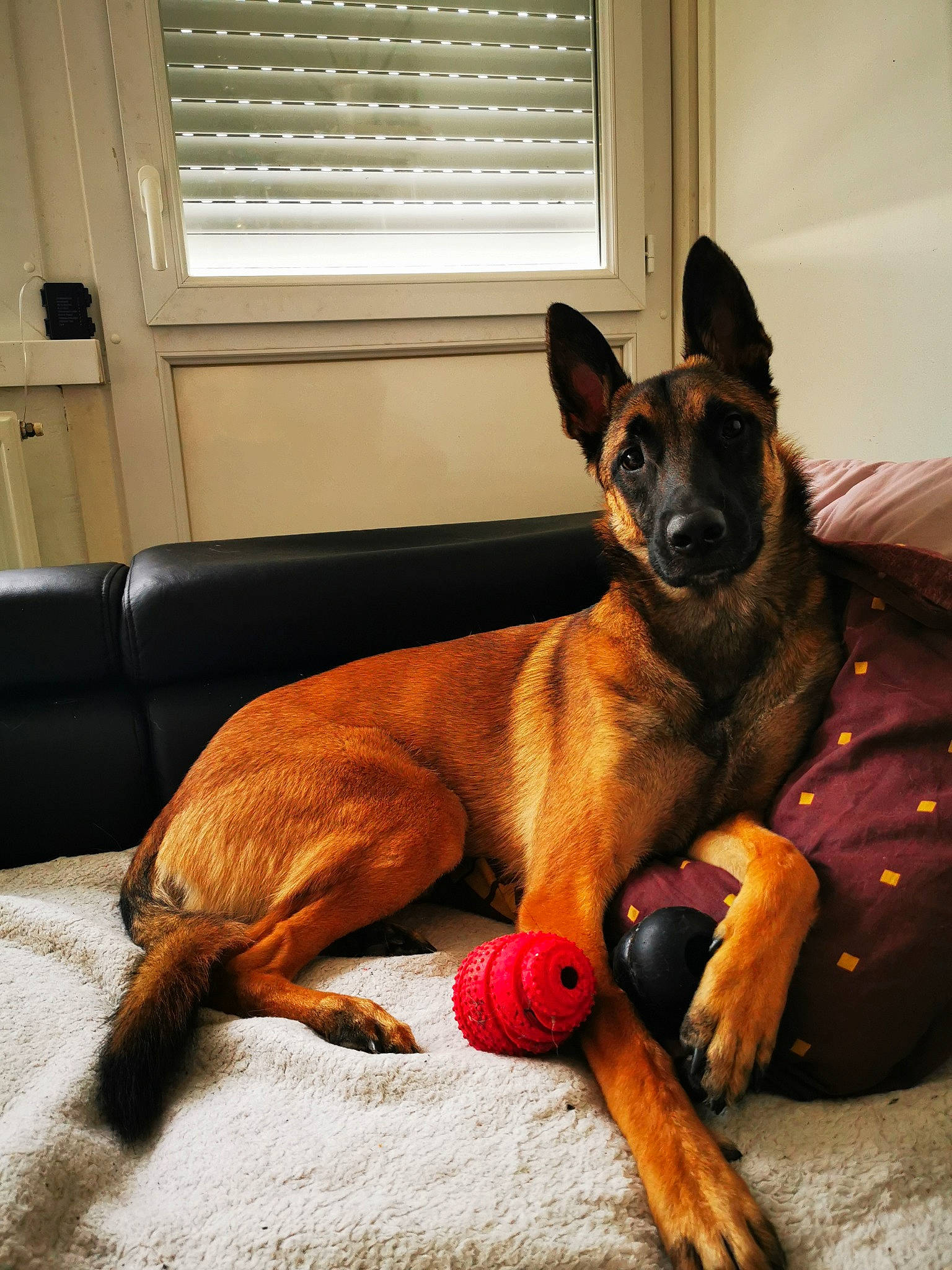 Falcko a rejoint le concours — aidez-le/la à gagner de superbes lots ! belgian_shepherd, belgian_shepherd_malinois, canidae, carnivore, dog, dog_breed, fawn, mammal, snout, vertebrate