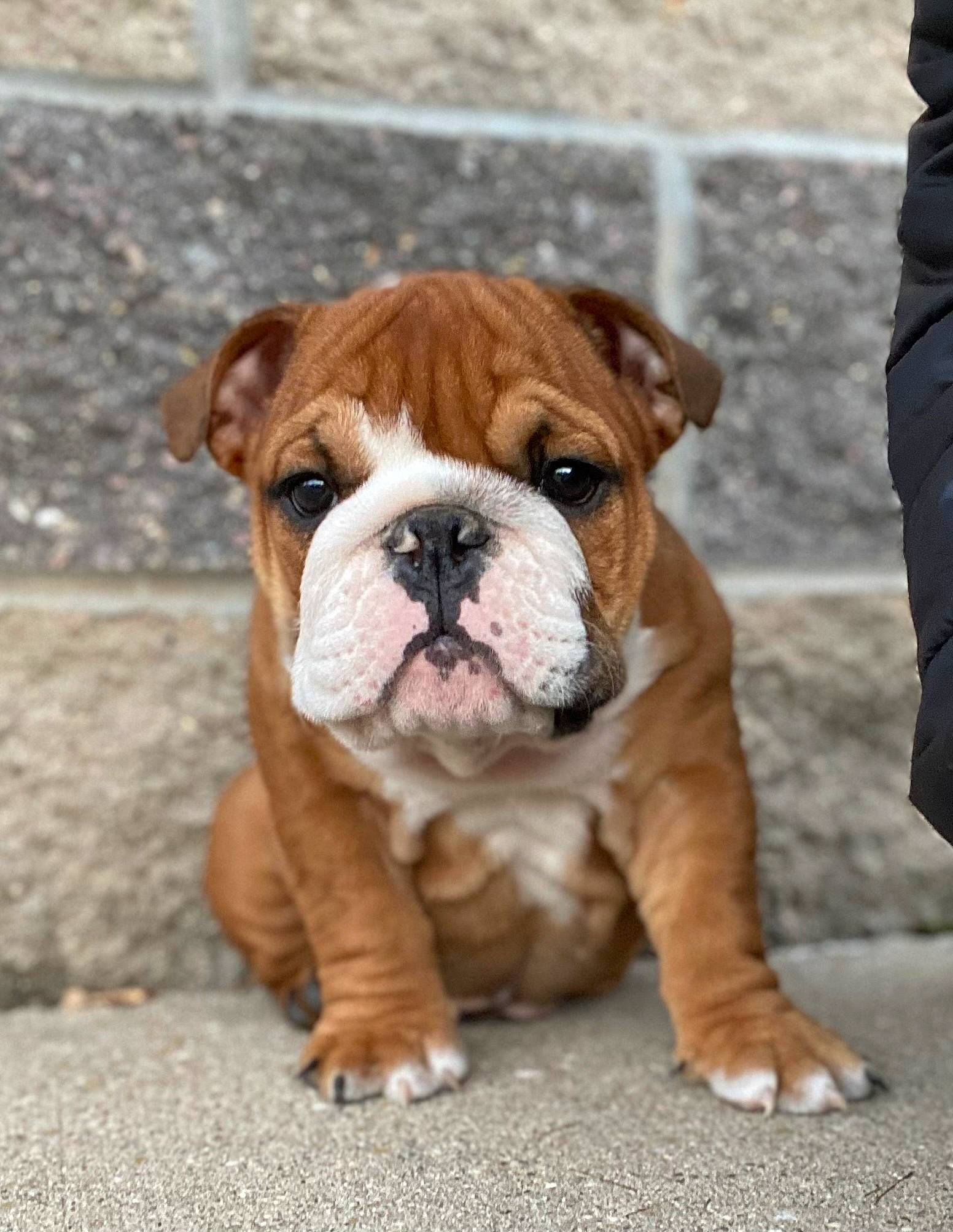 Frankie joined the competition — help win amazing prizes! ancient_dog_breeds, bulldog, canidae, carnivore, companion_dog, dog, dog_breed, fawn, non_sporting_group, snout, sporting_group, terrestrial_animal, working_animal, working_dog, wrinkle