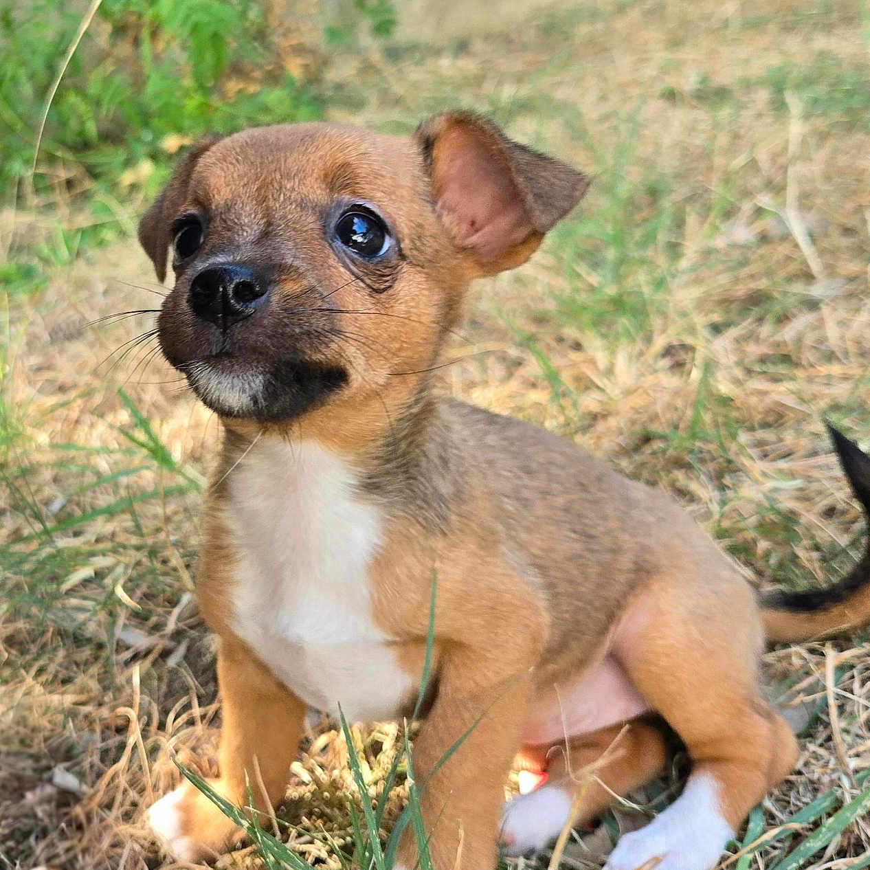 Joy participe au concours pour gagner de l'argent avec cette photo : animal, beagle, boxer, bulldog, canine, chihuahua, dog, grass, green, herbal, herbs, hound, lawn, pet, plant, puppy, snout, soil, vegetation, whitedog