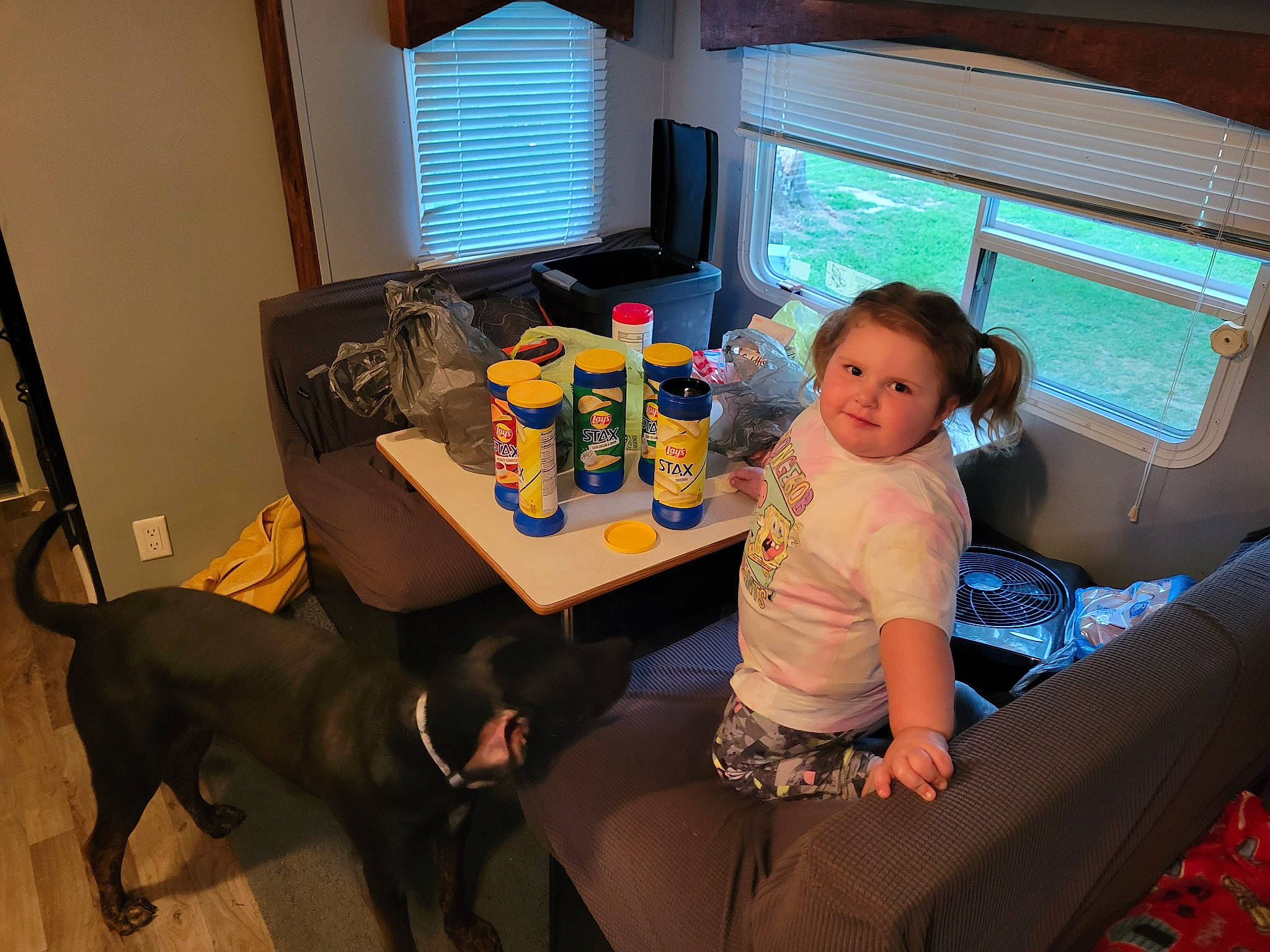 Makayla is registered to the contest to win money with this photo: carnivore, chair, coffee_table, comfort, companion_dog, dog, dog_breed, event, fawn, flooring, fun, joy, lamp, leisure, living_room, person, room, sitting, table, tail