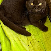Tina a rejoint le concours — aidez-le/la à gagner de superbes lots ! cat, brown_cat, yellow_eyes, towel, green_towel, wooden_box, gardening_tools, shovel, soil, planting_bed, indoor, pet, feline, resting, curious, whiskers, closeup, domestic_animal, animal, cute
