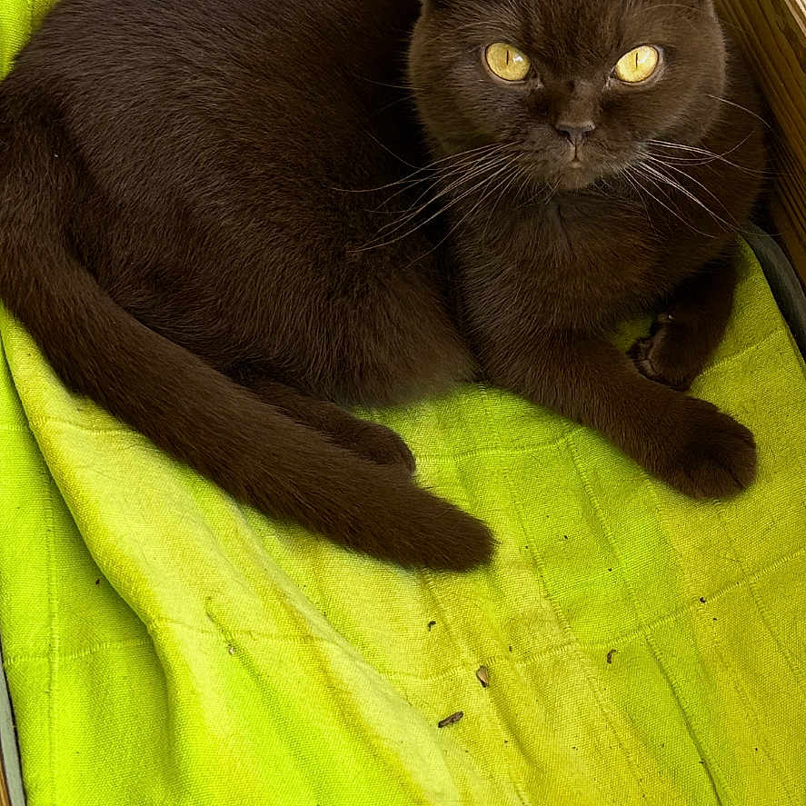 Tina a rejoint le concours — aidez-le/la à gagner de superbes lots ! cat, brown_cat, yellow_eyes, towel, green_towel, wooden_box, gardening_tools, shovel, soil, planting_bed, indoor, pet, feline, resting, curious, whiskers, closeup, domestic_animal, animal, cute