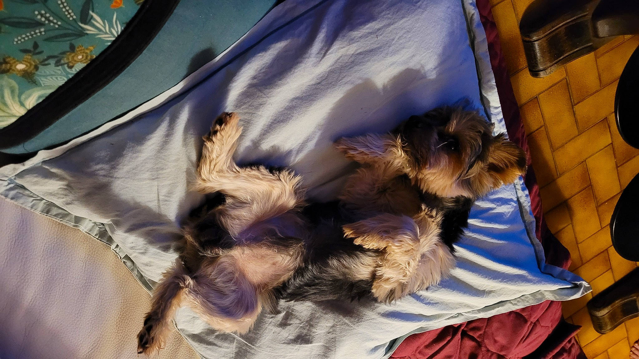 Othello participe au concours pour gagner de l'argent avec cette photo : canidae, companion_dog, dog_breed, event, fashion_accessory, fashion_design, fawn, feather, felidae, fur, fur_clothing, glove, linens, pattern, small_to_medium_sized_cats, tail, tarpaulin, toy, wing