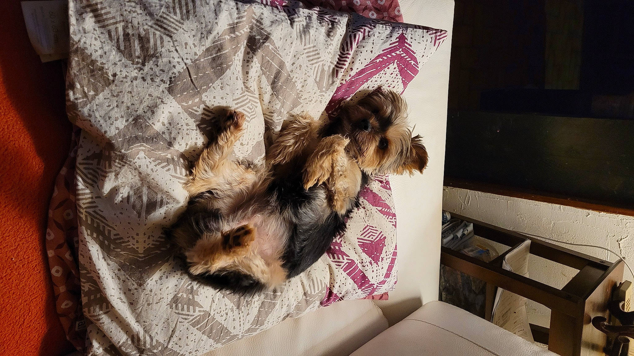 Othello a rejoint le concours — aidez-le/la à gagner de superbes lots ! carnivore, comfort, companion_dog, couch, dog, dog_breed, dog_supply, fawn, felidae, flooring, fur, linens, living_room, paw, room, small_to_medium_sized_cats, tail, terrier, whiskers, wood