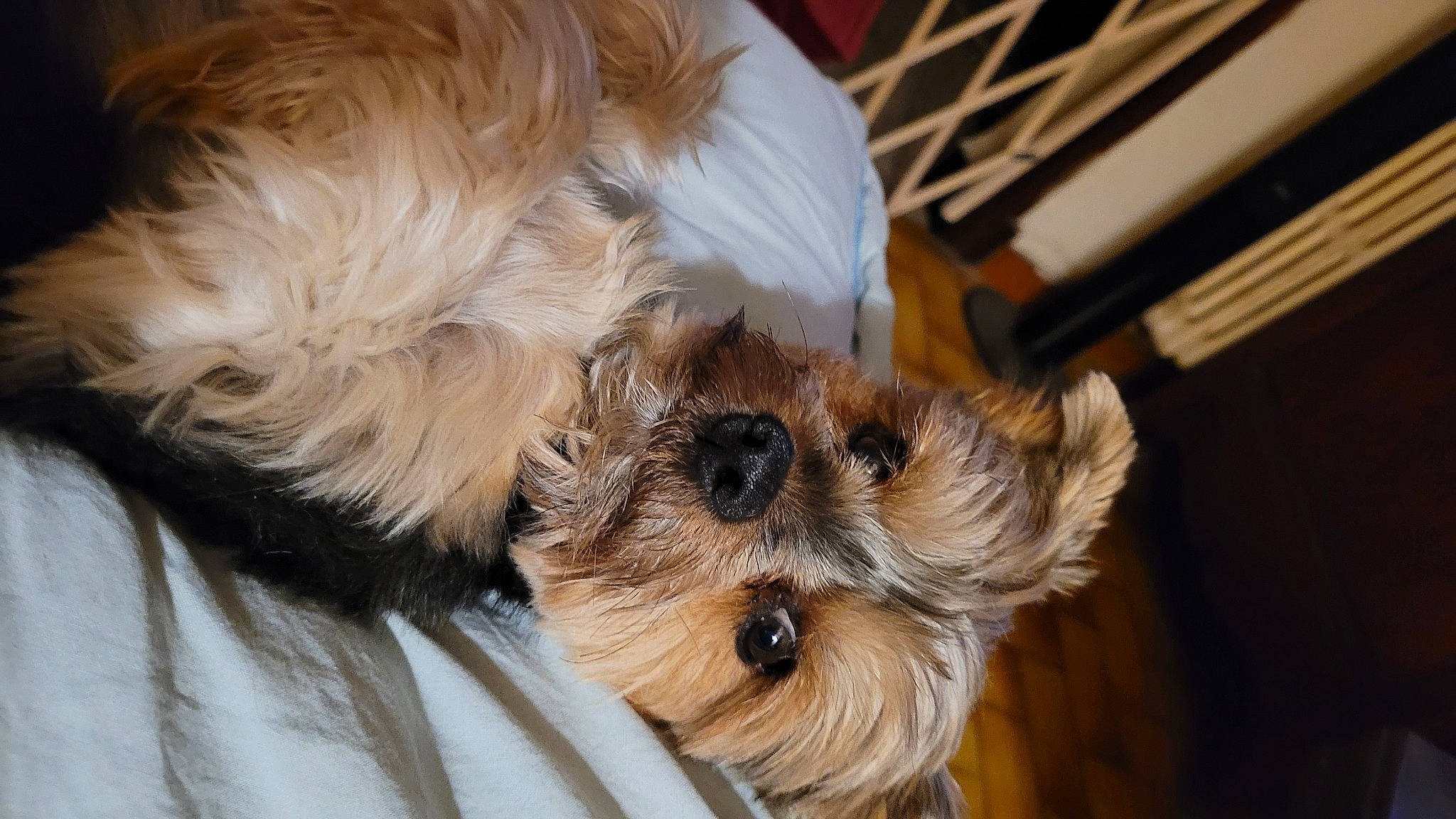 Othello participe au concours pour gagner de l'argent avec cette photo : canidae, carnivore, companion_dog, dog, dog_breed, dog_supply, fawn, fur, liver, paw, puppy_love, small_terrier, snout, sporting_group, terrier, toy_dog, wood, working_animal, yorkipoo, yorkshire_terrier