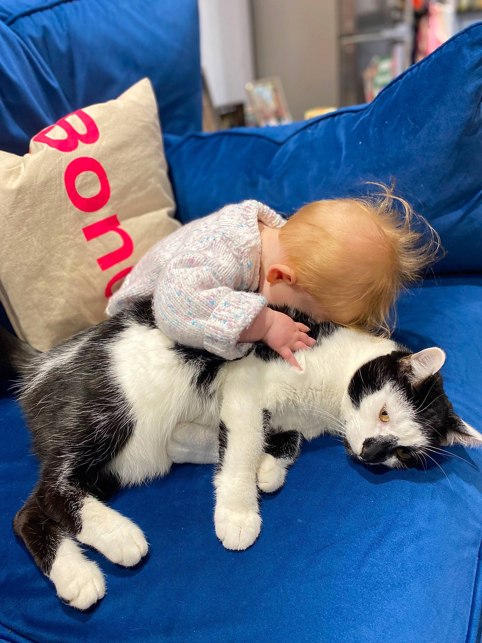 Domino is registered to the contest to win money with this photo: blue, carnivore, cat, comfort, companion_dog, dog_breed, electric_blue, felidae, fur, lap, linens, mammal, paw, small_to_medium_sized_cats, snout, tail, textile, toy, vertebrate, whiskers