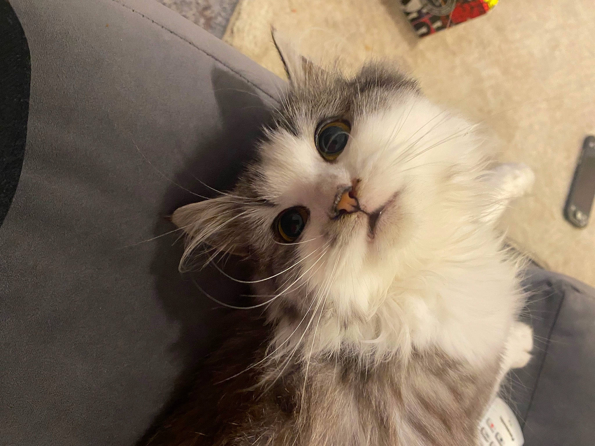 Arya is registered to the contest to win money with this photo: british_longhair, carnivore, cat, claw, comfort, felidae, fur, paw, small_to_medium_sized_cats, snout, tail, whiskers