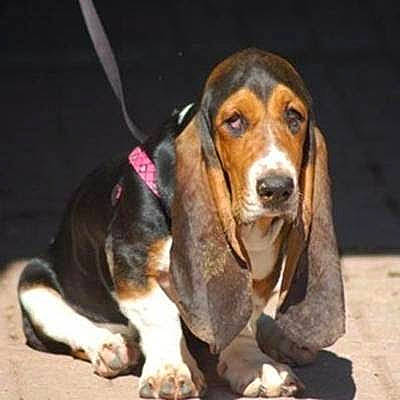 Prissy joined the competition — help win amazing prizes! basset_hound, canidae, carnivore, companion_dog, dog, dog_breed, hound, hunting_dog, liver, mammal, scent_hound, snout, sporting_group, terrestrial_animal, vertebrate, whiskers, working_animal, working_dog