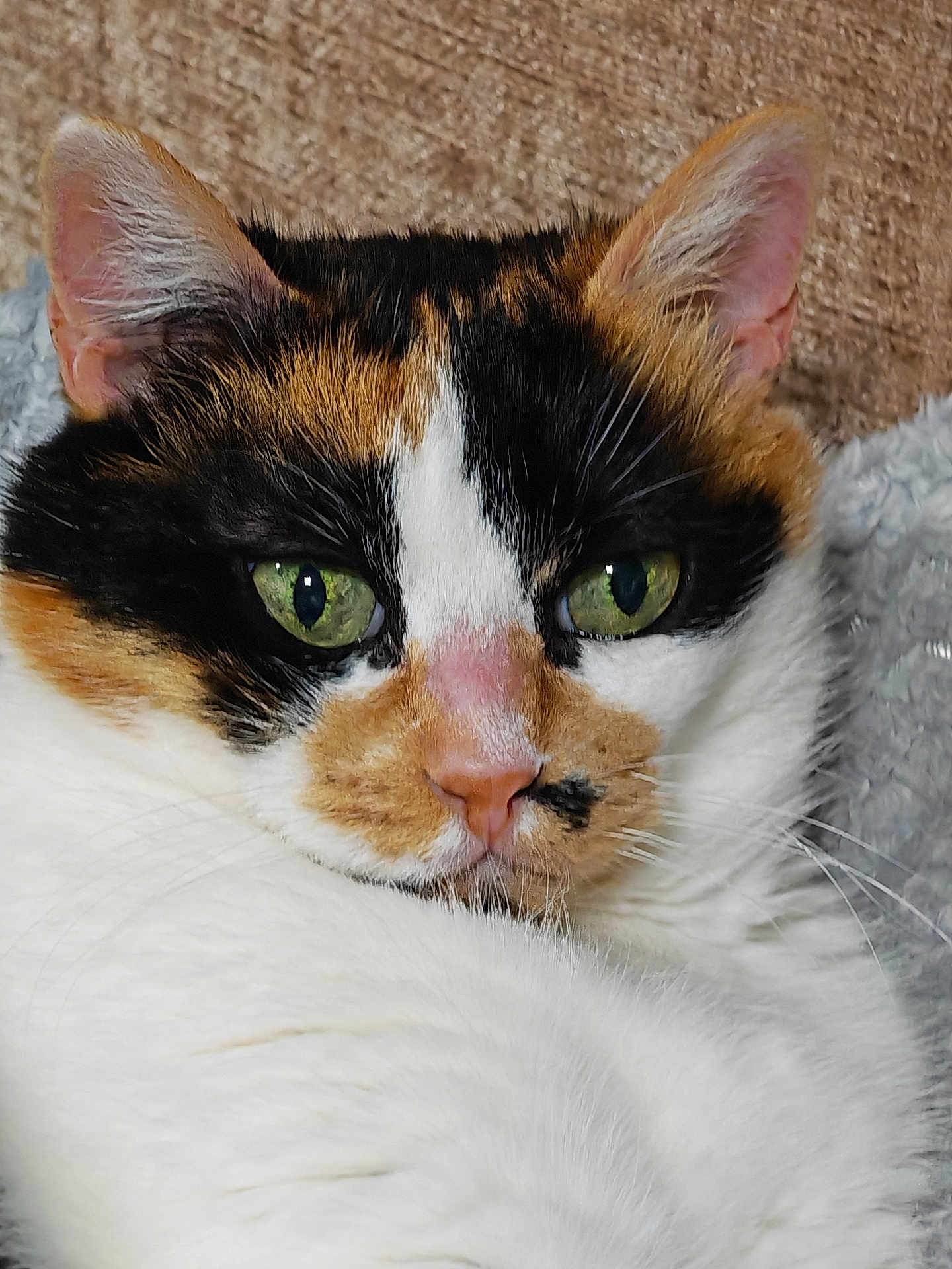 Eda joined the competition — help win amazing prizes! animal, calico, cat, close_up, cute, domestic, ears, face, feline, fur, green_eyes, indoor, mammal, nose, pet, portrait, relaxed, sleepy, soft, whiskers