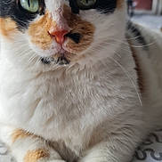 Eda is registered to the contest to win money with this photo: animal, calico_cat, cat, close_up, cute, domestic_cat, feline, fur, green_eyes, indoor, orange_fur, patterned_surface, paw, pet, portrait, relaxed, resting, soft, whiskers, white_fur