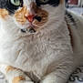 Eda joined the competition — help win amazing prizes! animal, calico_cat, cat, close_up, cute, domestic_cat, feline, fur, green_eyes, indoor, orange_fur, patterned_surface, paw, pet, portrait, relaxed, resting, soft, whiskers, white_fur