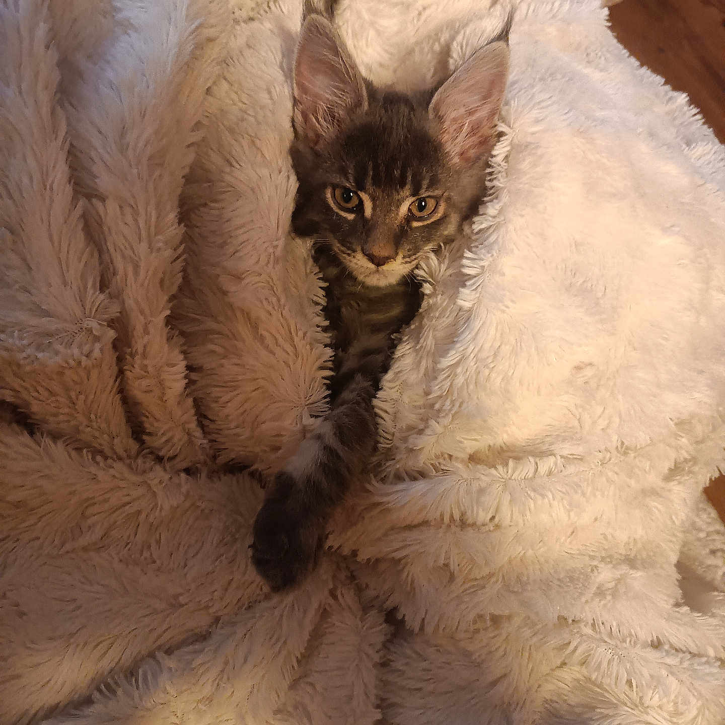 Ryuk a rejoint le concours — aidez-le/la à gagner de superbes lots ! abyssinian, animal, blanket, cat, clothing, couch, fur, furniture, hardwood, homedecor, kitten, linen, manx, pet, quilt, siamese, wood