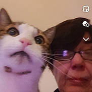 Pepsi participe au concours pour gagner de l'argent avec cette photo : cat, person, selfie, portrait, indoors, face, eyes, whiskers, white_fur, brown_fur, glasses, close_up, pet, animal, human, smartphone, snapchat, vertical_photo, looking_at_camera, funny_expression