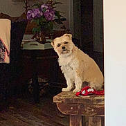 Millie Mack is registered to the contest to win money with this photo: dog, indoor, wooden_floor, bench, toy, lamp, flowers, table, vase, pet, curious, cozy, furniture, brown, purple, light, home, animal, sitting, domestic