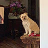 dog, indoor, wooden_floor, bench, toy, lamp, flowers, table, vase, pet, curious, cozy, furniture, brown, purple, light, home, animal, sitting, domestic