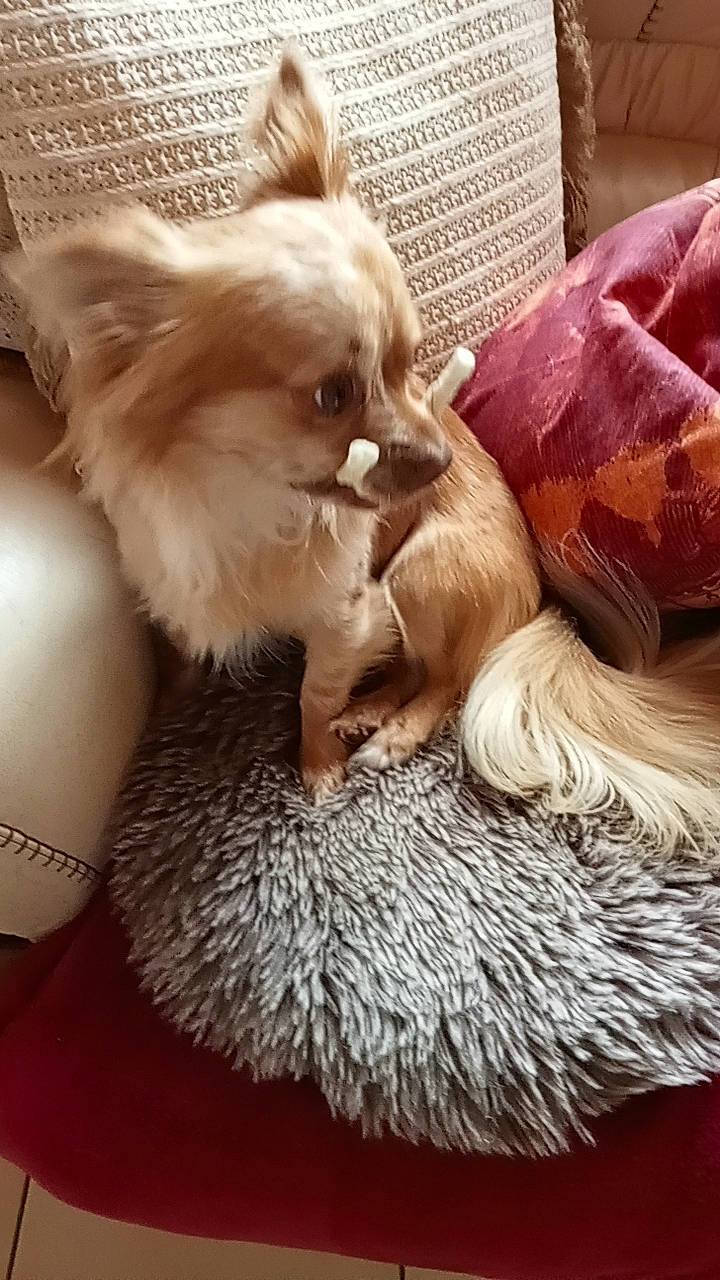 Topaze a rejoint le concours — aidez-le/la à gagner de superbes lots ! basket, canidae, carnivore, companion_dog, dog, dog_breed, fashion_accessory, fawn, felidae, fur, glasses, hat, liver, small_to_medium_sized_cats, snout, sporting_group, textile, toy, toy_dog, whiskers