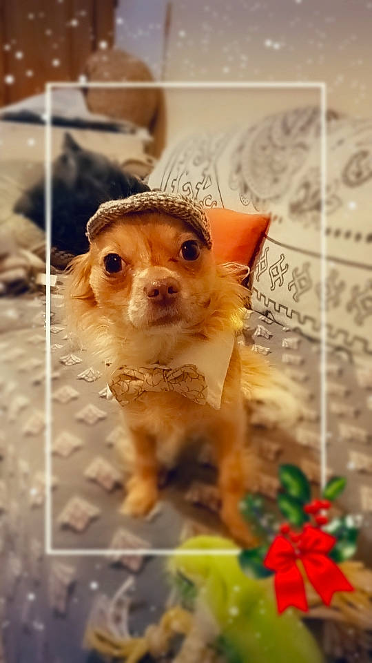 Topaze participe au concours pour gagner de l'argent avec cette photo : canidae, carnivore, chihuahua, companion_dog, corgi_chihuahua, dog, dog_breed, dog_supply, fawn, fur, pet_supply, petal, russkiy_toy, snout, sporting_group, terrestrial_animal, toy, toy_dog, whiskers, working_animal