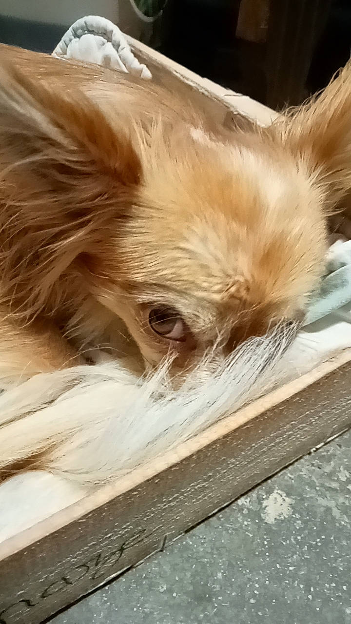 Topaze participe au concours pour gagner de l'argent avec cette photo : canidae, carnivore, companion_dog, dog, dog_breed, eyelash, fawn, felidae, fur, liver, snout, sporting_group, terrestrial_animal, whiskers, wildlife, wing, wood, working_animal