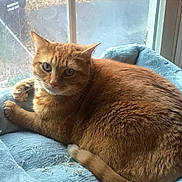 Tyger is registered to the contest to win money with this photo: animal, blue_bed, cat, cozy, curious, daylight, domestic, feline, fur, home, indoor, looking, orange_cat, paw, pet_bed, relaxed, resting, tail, whiskers, window