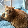 animal, blue_bed, cat, cozy, curious, daylight, domestic, feline, fur, home, indoor, looking, orange_cat, paw, pet_bed, relaxed, resting, tail, whiskers, window