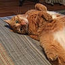 Tyger joined the competition — help win amazing prizes! animal, bed, cat, cozy, cute, domestic_animal, feline, fur, green_eyes, indoor, lying_down, mammal, orange_cat, paws, pet, relaxed, resting, striped_bedspread, tabby, whiskers