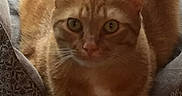 Tyger is registered to the contest to win money with this photo: animal, bed, bedding, cat, closeup, curious, domestic_cat, ears, feline, fur, green_eyes, indoor, lying_down, orange_tabby, patterned_sheet, paws, pet, portrait, resting, whiskers