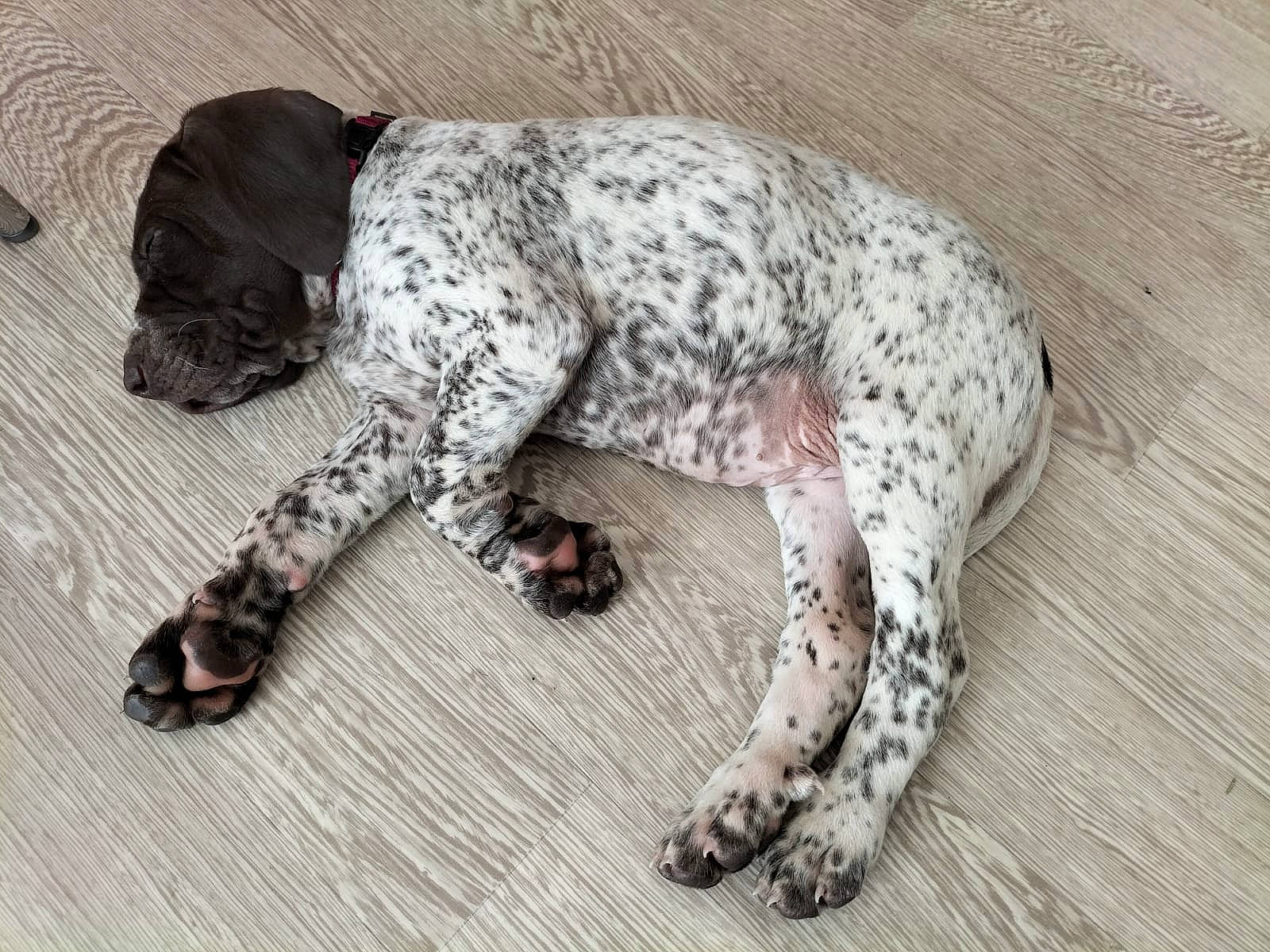 Saska participe au concours pour gagner de l'argent avec cette photo : big_cats, canidae, carnivore, claw, dog, dog_breed, fawn, felidae, foot, fur, jaguar, paw, scaled_reptile, snout, sporting_group, tail, terrestrial_animal, whiskers, wildlife, wood